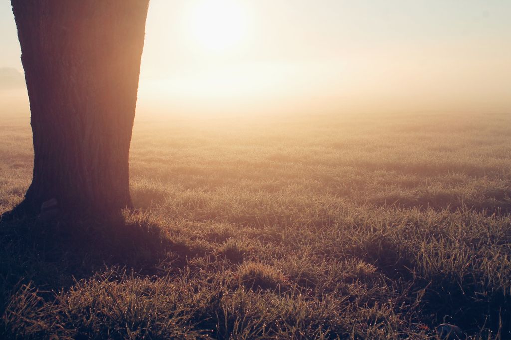 Serene sunrise over a misty countryside field with dewy grass and a solitary tree.